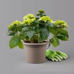 Öfterblühende Gartenhortensie Forever&Ever® Weiß, 5 Liter Topf -Garten Sicht Verkäufe 0415200061 hydrangea forever ever weiss t 125101