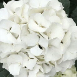 Öfterblühende Gartenhortensie Forever&Ever® Weiß, 5 Liter Topf -Garten Sicht Verkäufe 0415200061 Hydrangea mac ForeverandEver weiss beschnitten 1 59944