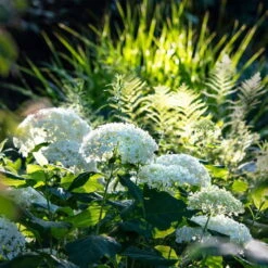 Rispenhortensie 'Limelight'Ⓢ 30/40 Cm, Im 5 L Topf -Garten Sicht Verkäufe 0415300054 Hortensie wei test 124762