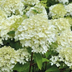 Rispenhortensie 'Limelight'Ⓢ 30/40 Cm, Im 5 L Topf -Garten Sicht Verkäufe 0415300054 Rispenhortensie Hydrangea limelight 5lt 01 49435