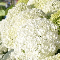 Schneeballhortensie 'Annabelle' Im 10 L Topf -Garten Sicht Verkäufe 0415300062 KB Hydrangea arb Annabelle 0460 060 Co 5 l 02 49258