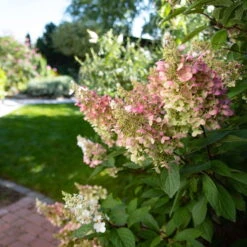 Rispenhortensie 'Pinky Winky'® DVP PinkyⓈ 30/40 Cm, Im 5 L Topf -Garten Sicht Verkäufe 0415300075 Hydrangea Pinky Winky 2 126715