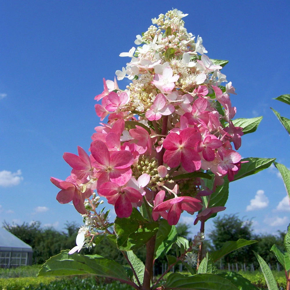 Rispenhortensie 'Pinky Winky'® DVP PinkyⓈ, 3er-Set, Höhe 40-60 Cm Topf 5 L – Bild 2