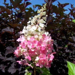Rispenhortensie 'Pinky Winky'® DVP PinkyⓈ, 3er-Set, Höhe 40-60 Cm Topf 5 L -Garten Sicht Verkäufe 0415300075 KB Hydrangea pan Pinky Winky 0460 060 Co 5 l 03 49262 1