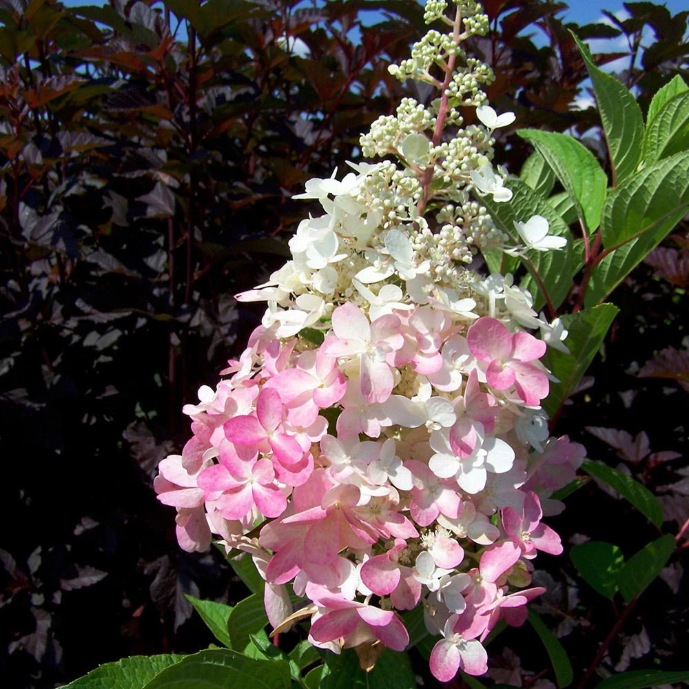 Rispenhortensie 'Pinky Winky'® DVP PinkyⓈ, 3er-Set, Höhe 40-60 Cm Topf 5 L