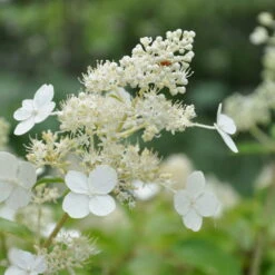 Kölle's Beste Rispen-Hortensie 'Kyushu' (Hydrangea Paniculuata 'Kyushu') Im 5 Lt. Topf -Garten Sicht Verkäufe 0415300076 KB Hydrangea pan Kyushu 1 83520