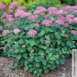 Rosa Schneeballhortensie 'Pink Annabelle'®, Rosa, Topf 5 Liter -Garten Sicht Verkäufe 0415300088 Hydrangea arb Pink Annabelle 2 93915