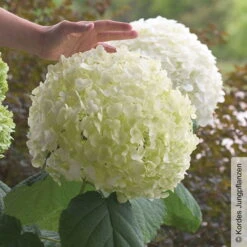 Schneeballhortensie 'Strong Annabelle'®, Weiß, 3er-Set, Höhe 40-60 Cm, Topf 5 L -Garten Sicht Verkäufe 0415300089 Hydrangea arb Strong Annabelle 1 93918