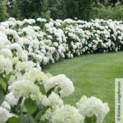 Schneeballhortensie 'Strong Annabelle'®, Weiß, 3er-Set, Höhe 40-60 Cm, Topf 5 L -Garten Sicht Verkäufe 0415300089 Hydrangea arb Strong Annabelle 2 93917