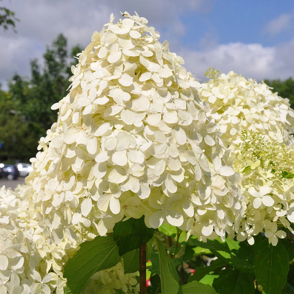 Rispenhortensie 'Phantom' Im 5 L Topf