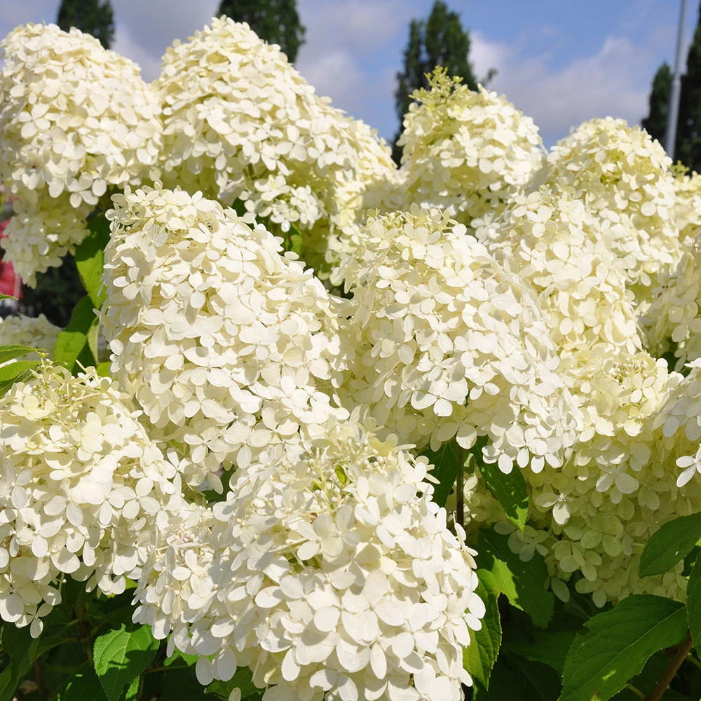 Rispenhortensie 'Phantom' Im 5 L Topf – Bild 2