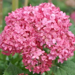 Gehölz-Set Gartenhortensien Weiß/rosa, 3er-Set, Topf Je 4,6 Liter -Garten Sicht Verkäufe 0415300264 Kollektion Rispenhortensien rosa rot 1 83149