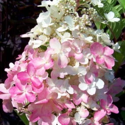 Gehölz-Set Gartenhortensien Weiß/rosa, 3er-Set, Topf Je 4,6 Liter -Garten Sicht Verkäufe 0415300264 Kollektion Rispenhortensien rosa rot 2 83150