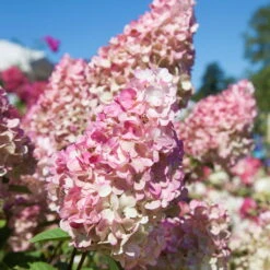 Gehölz-Set Gartenhortensien Weiß/rosa, 3er-Set, Topf Je 4,6 Liter -Garten Sicht Verkäufe 0415300264 Kollektion Rispenhortensien rosa rot 3 83148