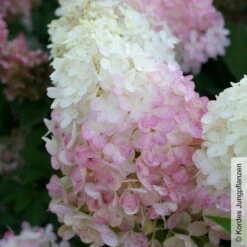 Rispenhortensie 'Pinkachu'®, Hydrangea Paniculata, Topf 5 Liter -Garten Sicht Verkäufe 0415300330 Hydrangea pan Pinkachu 2 93927