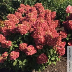 Rispenhortensie 'Pinkachu'®, Hydrangea Paniculata, Topf 5 Liter -Garten Sicht Verkäufe 0415300330 Hydrangea pan Pinkachu 3 93928