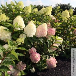 Rispenhortensie 'Pinkachu'®, Hydrangea Paniculata, Topf 5 Liter -Garten Sicht Verkäufe 0415300330 Hydrangea pan Pinkachu 4 93930