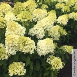 Rispenhortensie 'Pinkachu'®, Hydrangea Paniculata, Topf 5 Liter -Garten Sicht Verkäufe 0415300330 Hydrangea pan Pinkachu 5 93929