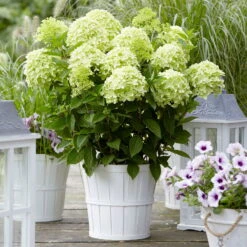 Rispenhortensie 'Whitelight'®, 3er-Set, Höhe 40-60 Cm, Topf 5 Liter -Garten Sicht Verkäufe 0415300396 Hydrangea pan Whitelight 3er Set 2 104919