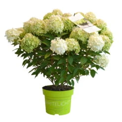 Rispenhortensie 'Whitelight'®, 3er-Set, Höhe 40-60 Cm, Topf 5 Liter -Garten Sicht Verkäufe 0415300396 Hydrangea pan Whitelight 3er Set 3 105053