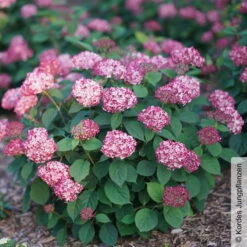 Rosarote Schneeballhortensie 'Ruby Annabelle'®, Rosarot, Topf 5 Liter -Garten Sicht Verkäufe 0415300397 Hydrangea arbor Ruby Annabelle 2 105219