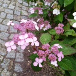 Japanische Berghortensie 'Blue Bird', 3er-Set, Höhe 30-40 Cm, Topf 5 Liter -Garten Sicht Verkäufe 0415500167 Hydrangea serrata Blue Deckle Blue Bird 4 104400 1