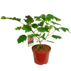 Eichblatt-Hortensie 'Ruby Slippers'®, Weiß, 3er-Set, Höhe 40-60 Cm, Topf 5 Liter -Garten Sicht Verkäufe 0415500169 Hydrangea que Ruby Slippers 3er Set 040060 Co5lt 119391