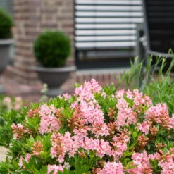 Rhododendron 'Bloombux'® Magenta, 6er-Set, Höhe 20-25 Cm, Topf 2 Liter -Garten Sicht Verkäufe 0420500433 Bloombux Magenta 1 119783