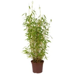 Bambus Fargesia 'Jumbo', 2er-Set, Höhe 80-100 Cm, Topf 10 Liter -Garten Sicht Verkäufe 0425100066 Gartenbambus fargesia superjumbo1 64854 6