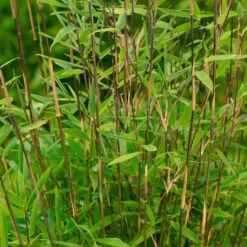 Bambus-Hecken-Set Fargesia 'Volcano', 20er-Set, Höhe 60-80 Cm, Topf 7,5 Liter