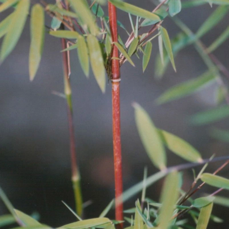 Bambus 'Dekorative Halme Rot/Schwarz', 2er-Set, Höhe 80-100cm, Topf 7,5+10 Liter – Bild 4