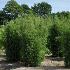 25er-Set Bambus-Hecken-Set Fargesia 'Jiuzhaigou 1', Höhe 80-100 Cm, Im 7,5 Liter Topf -Garten Sicht Verkäufe 0425100161 Bambus Kollektion Jiuhaigou 80 100 7 5l Topf 02 48724 1