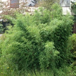 20er-Set Bambus-Hecken-Set Fargesia "Jiuzhaigou 1", Höhe 80-100 Cm, Im 7,5 Liter Topf