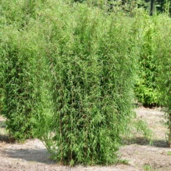 Bambus 'Dekorative Halme Rot/Schwarz', 2er-Set, Höhe 80-100cm, Topf 7,5+10 Liter -Garten Sicht Verkäufe 0425100161 Bambus Kollektion Jiuhaigou 80 100 7 5l Topf 48722 3