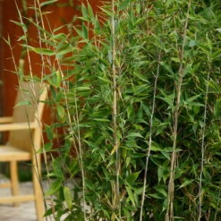 40er-Set Bambus-Hecken-Set Fargesia Spathacea "Blue Lizard"®, Höhe 80-100 Cm, Im 10 Liter Topf -Garten Sicht Verkäufe 0425100174 Bambus Kollektion Blue Lizard 2er Set 80 100 Co 15l Web 01 49939 8