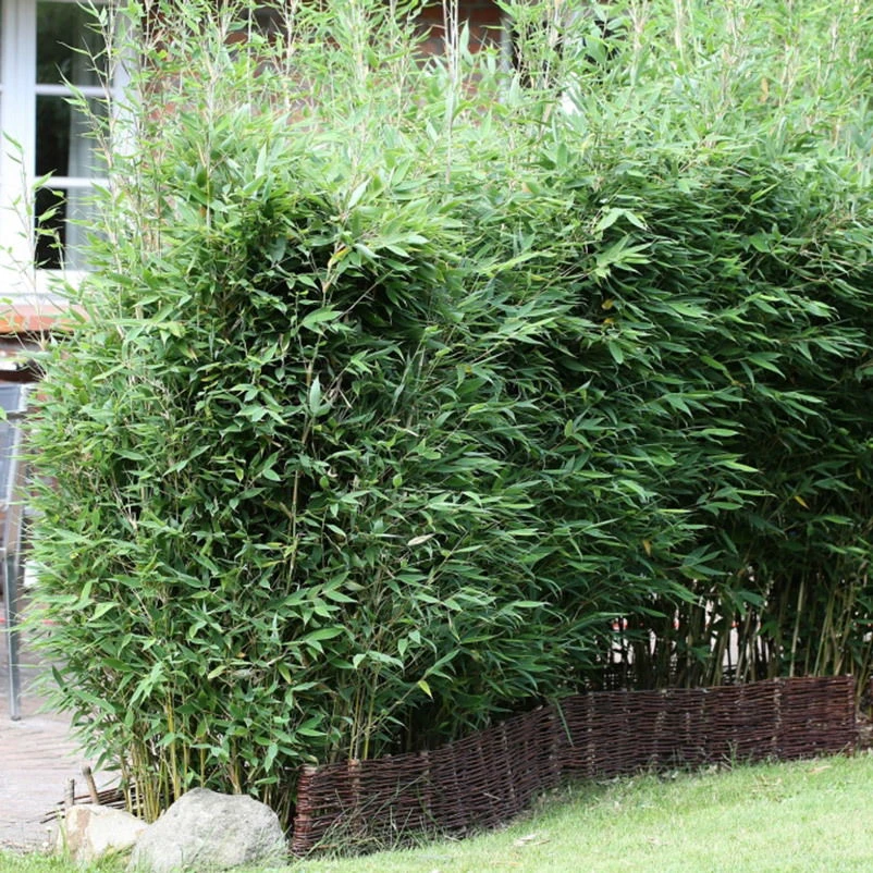 15er-Set Bambus-Hecken-Set Fargesia Spathacea "Blue Lizard"®, Höhe 80-100 Cm, Im 10 Liter Topf