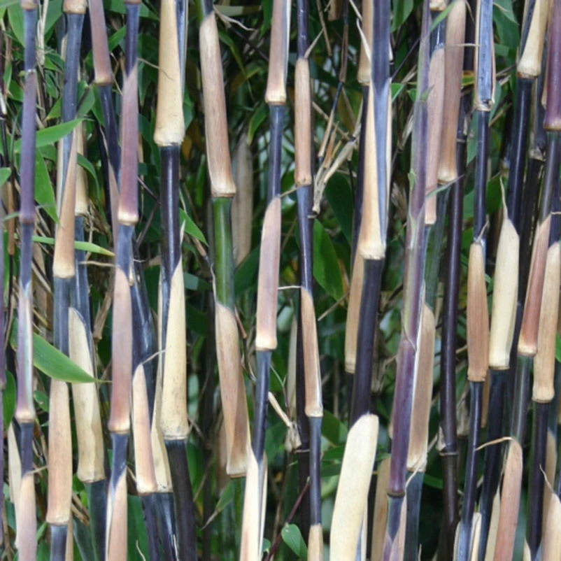 25er-Set Fargesia Spathacea "Red Zebra"®, Zebrabambus, Höhe 80-100 Cm, Im 10 Liter Topf – Bild 2