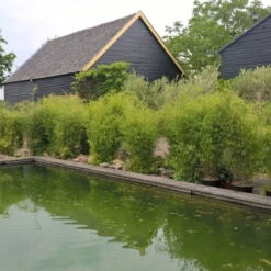 Aufrechter Gartenbambus 'Obelisk'(S), 20er-Set, Topf 10 Liter -Garten Sicht Verkäufe 0425100336 0425100337 0425100338 0425100339 0425100340 0425100341 0425100342 Fargesia Hybr Obelisk 1 104907 5