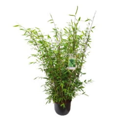 Gartenbambus 'Winter Joy', 25er-Set, Topf 10 Liter -Garten Sicht Verkäufe 0425100343 0425100344 0425100345 0425100346 0425100347 0425100348 0425100349 Fargesia Hybr Winter Joy 2 105051 1