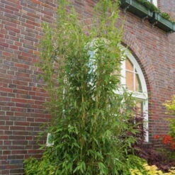 Säulenbambus 'Maasai'EUⓈ, 30er-Set, Höhe Ca. 80-100 Cm, Topf 15 Liter