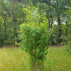 Elfenbein-Bambus 'Ivory Ibis'® (Japo 55' EU-S), 15er-Set, Höhe 100-125 Cm -Garten Sicht Verkäufe 0425100383 0425100384 Fargesia Ivory Ibis 080100 WEB 2 94511 11