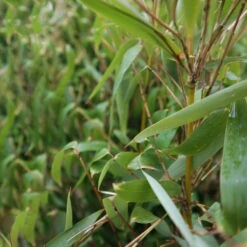 Elfenbein-Bambus 'Ivory Ibis'® (Japo 55' EU-S), 15er-Set, Höhe 80-100 Cm -Garten Sicht Verkäufe 0425100383 0425100384 Fargesia Ivory Ibis 080100 WEB 4 94514