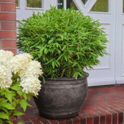 Kleiner Formschnittbambus 'Moontears'® EU-S - Kugel, 2er-Set, Topf 7,5 Liter -Garten Sicht Verkäufe 0425100444 Fargesia spec Moontears 2er Set 5 104793