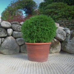Kleiner Formschnittbambus 'Moontears'® EU-S - Kugel, 2er-Set, Topf 7,5 Liter -Garten Sicht Verkäufe 0425100444 Fargesia spec Moontears 2er Set 7 104797