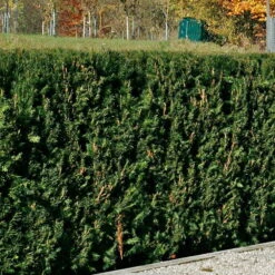 Heckeneibe Taxus Baccata 'Westerstede', 100er-Set, Höhe 30/40 Cm, Topf 3 Liter