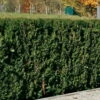 Heckeneibe Taxus Baccata 'Westerstede', 30er-Set, Höhe 50-60 Cm, Topf 7,5 Liter