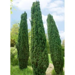 2er Set Grüne-Säuleneibe, Taxus Baccata "Fastigiata Robusta", Höhe 60-70 Cm