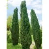 Grüne-Säuleneibe, Taxus Baccata 'Fastigiata Robusta', 4er-Set, Topf 3 Liter