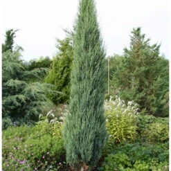 Blauer Raketenwacholder 'Blue Arrow', Höhe 50-60cm, Topf 5 Liter, 2er-Set -Garten Sicht Verkäufe 0430107419 0430107577 Juniperus scop Blue Arrow 119388