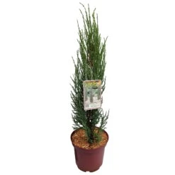 Blauer Raketenwacholder 'Blue Arrow', Höhe 50-60cm, Topf 5 Liter, 2er-Set -Garten Sicht Verkäufe 0430107577 Juniperus scop Blue Arrow 2er Set 050060 Co5lt 1 119941